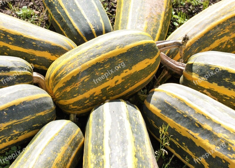 Marrows Marrow Veg Vegetable Food