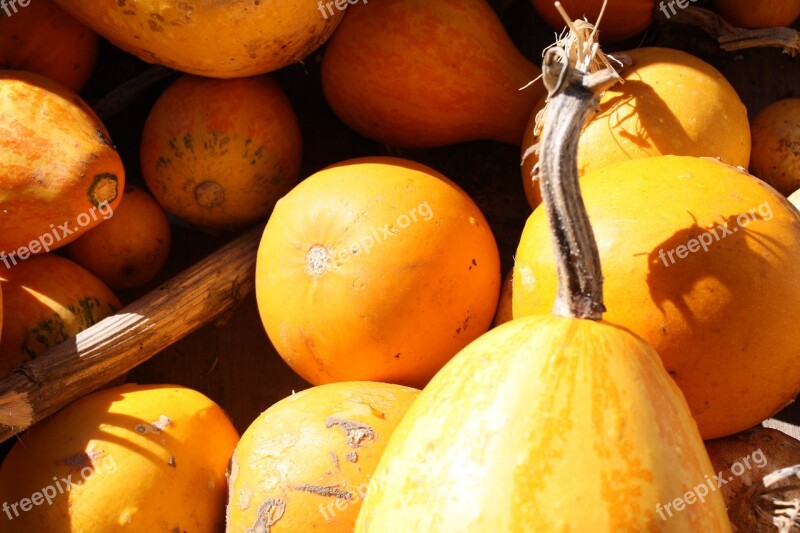 Gourds Gourd Autumn Fall Garden