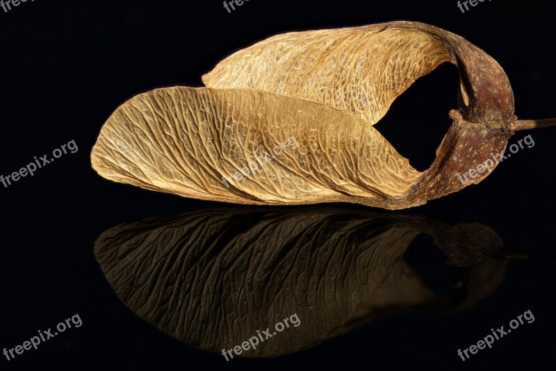 Maple Seeds Stack Acer Black Glass Free Photos