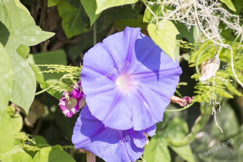 Morning Glory Purple Flower Bloom Morning