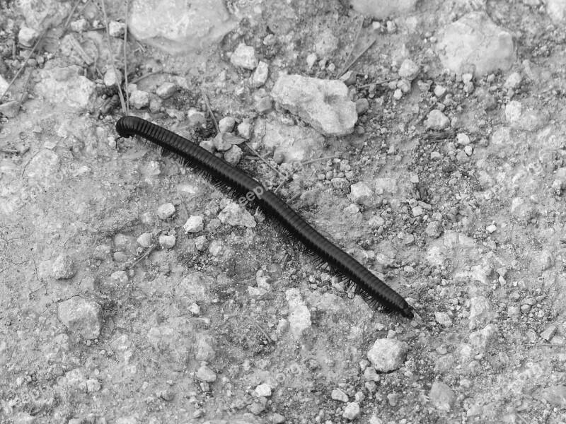 Millipede Caterpillar Ground Free Photos