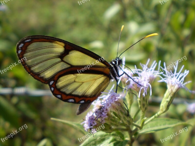 Glass Butterfly Greta Oto Transparent Wings Papilionoidea Free Photos