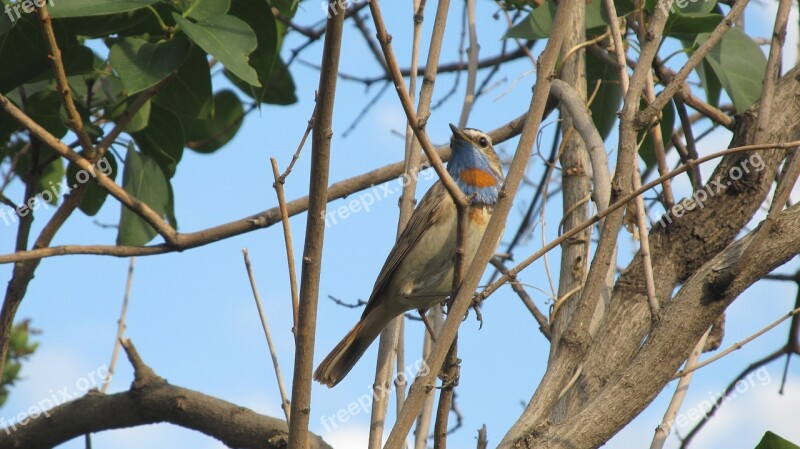 Birds Birds Of Kazakhstan Poultry In Kostanay Region Bird Bluethroat