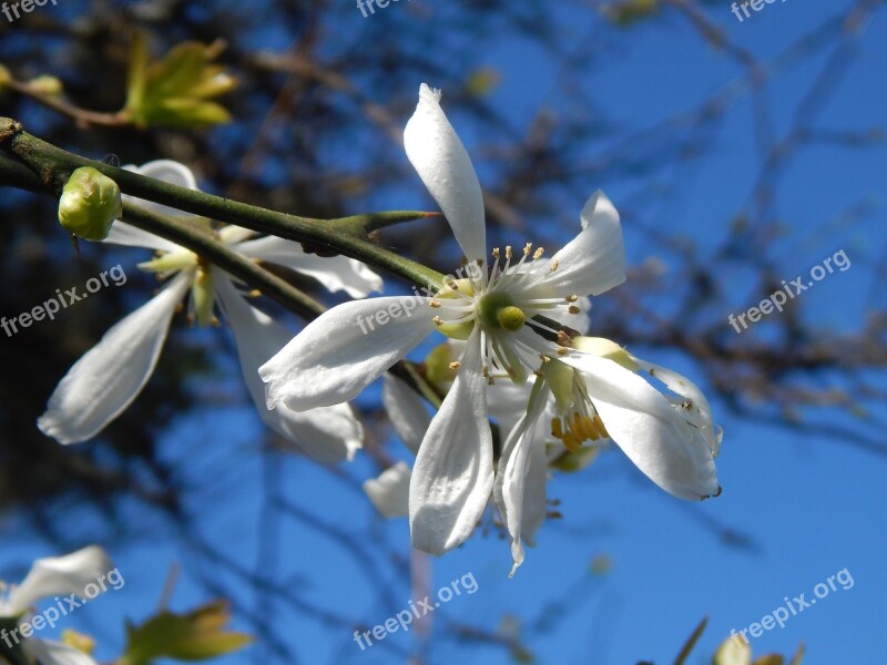 Orange Blossom Wild Flower White Free Photos