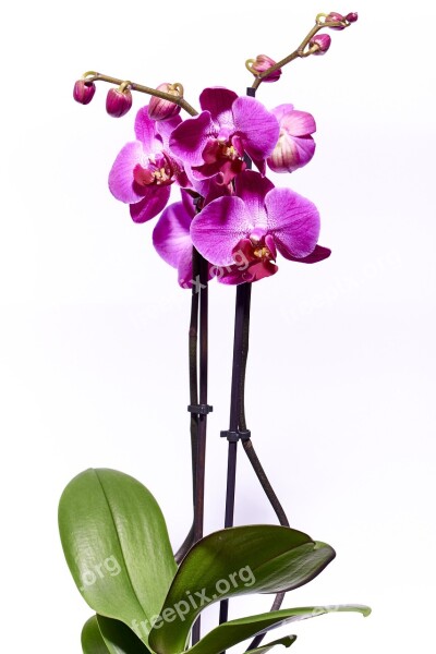 Orchid Flower Violet Nature Macro