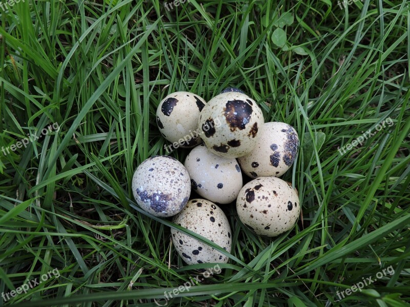 Quail Eggs Meadow Spotted Nature Brown