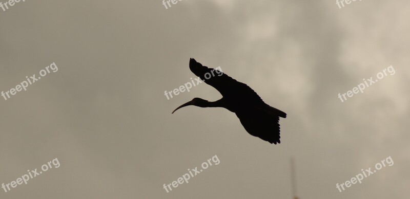 Nature Birds Circassia Quindío Colombia