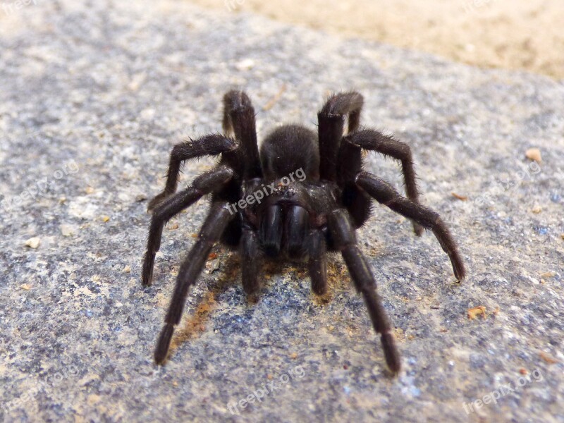 Tarantula Spider Hairy Spider Fear Terror