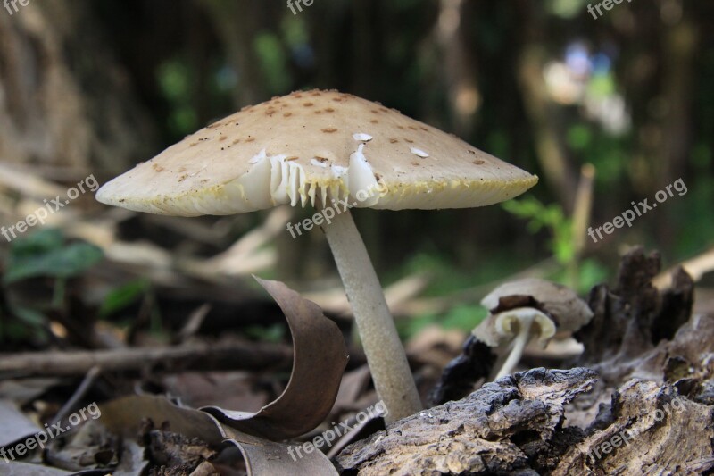 Mushroom Nature Outdoors Forest Natural