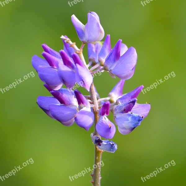 Blossom Bloom Plant Nature Flower