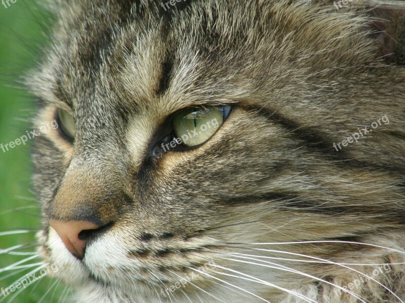 Cat Portrait Norwegian Forest Cat Pet Mackerel