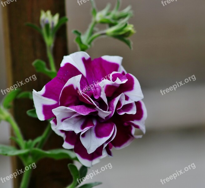 Flower Garden Purple And White Flower Nature Perennial