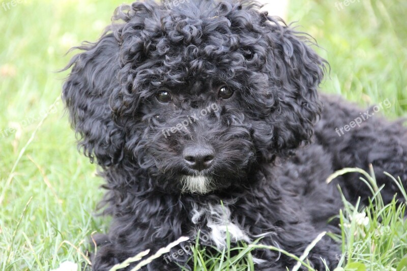 Poodle Puppy Black Dog Young Animal