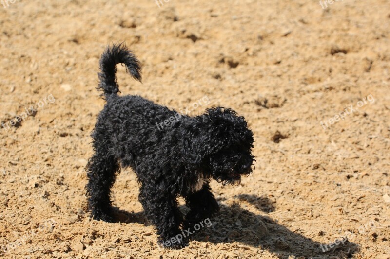 Poodle Puppy Black Dog Young Animal