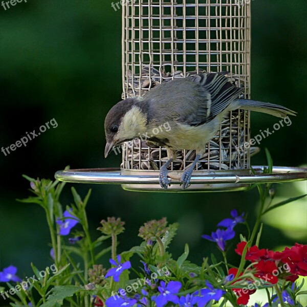 Bird Tit Parus Major Young Foraging