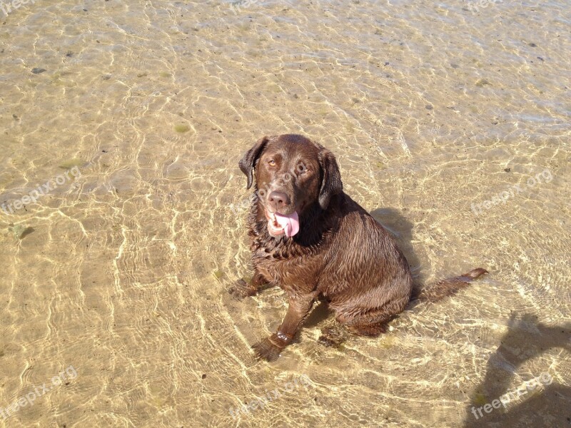 Dog Labrador Retriever Animal Chocolate