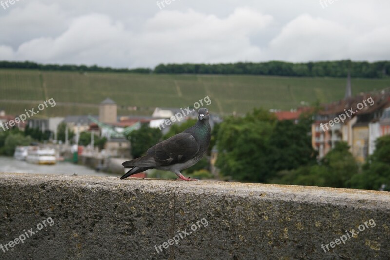 Dove Close Up Bird Animal Nature