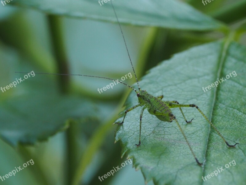 Grasshopper Nature Insect Animal Green