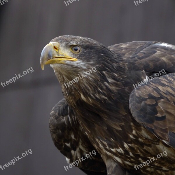 Raptor Adler Bird Of Prey Bird Observing