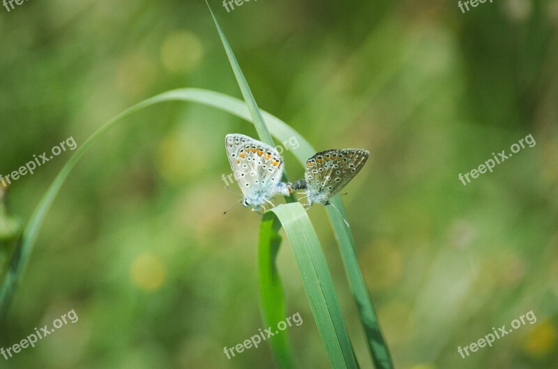 Butterflies Pairing Argus-silver-studded Blue Geiss Clover-blue Common Blue