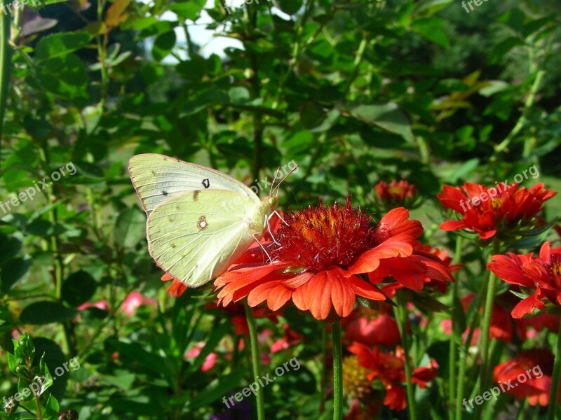 Butterfly My Garden Free Photos