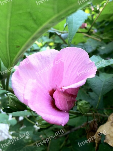 Pink Flower Bird Of Paradise Tropical Flower Free Photos