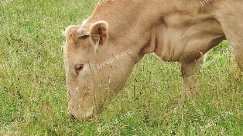 Cow Bovine Milk Female Cow Cream