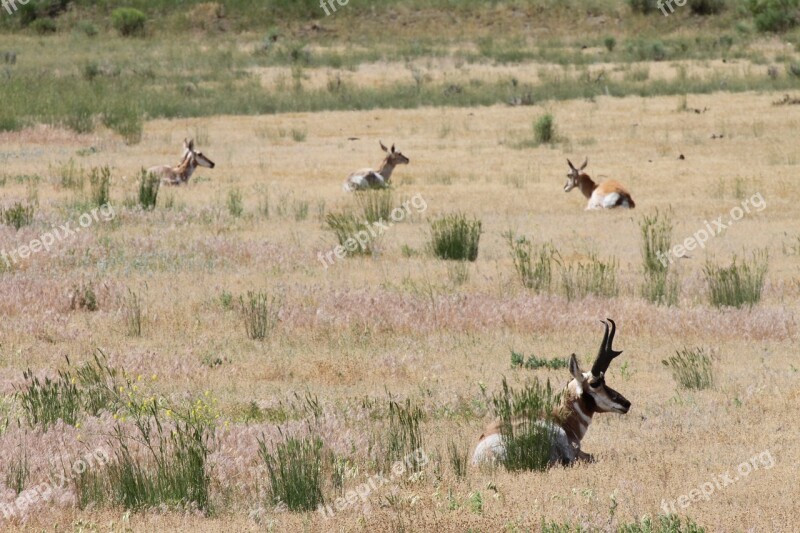 Pronghorn American Antelope Yellowstone Antelope Mammal