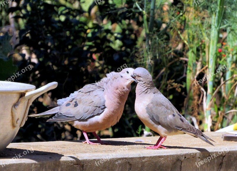 Doves Juriti Pu Casal Kissing