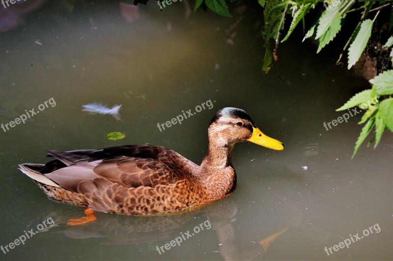 Ducks Waterfowl Mallard Bird Poultry