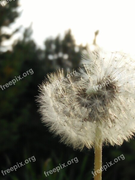 Dandelion Wind Blown Free Photos