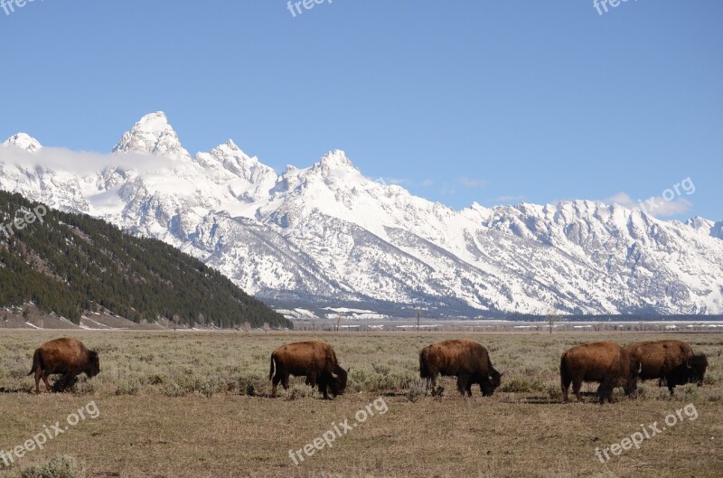 Tetons Teton Mountains Jackson Hole Wyoming Mountains