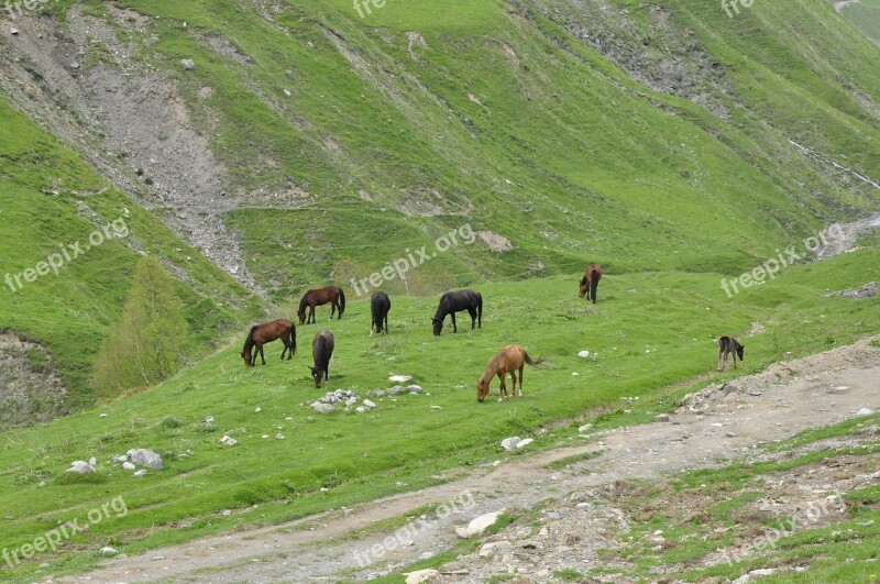 Georgia Horses The Horse Caucasus Offspring