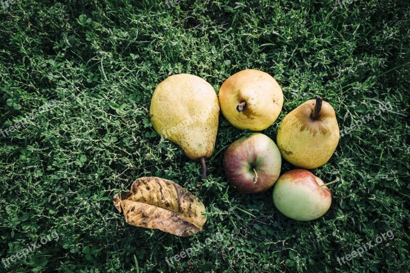 Fruit Apple Pear Outdoors Lawn