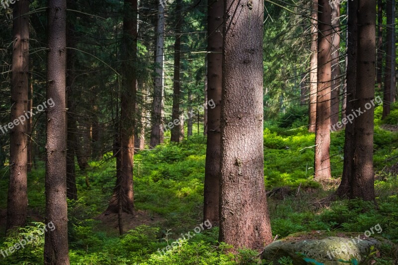 Trees Spruce Forest Evergreen Tree Summer