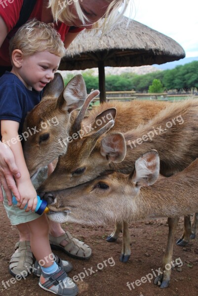 Feeding Animals Love Child Toddler