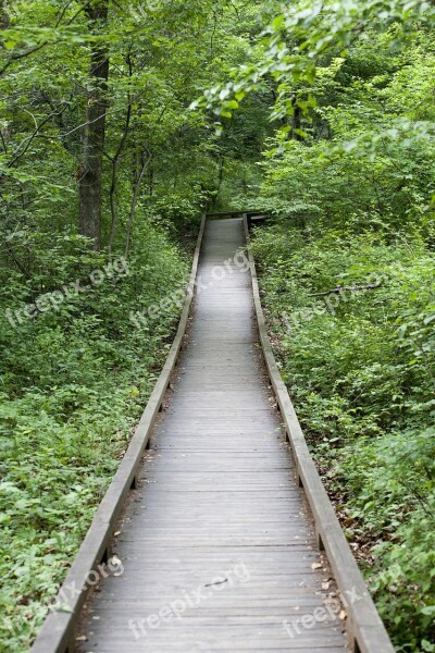 Forest Forest Road Nature Gil Break