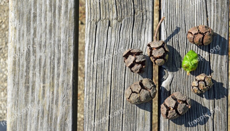 Pine Cones View From The Top Wood Pignette Background