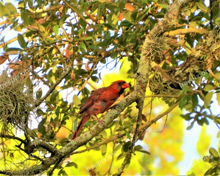 Bird Natural Red Bird Tree Free Photos