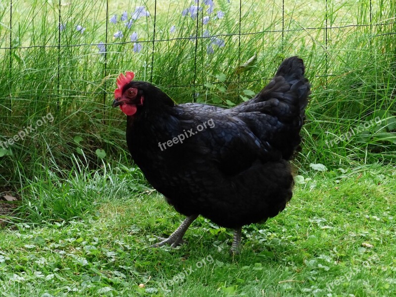 Hen Black Grass Summer Garden