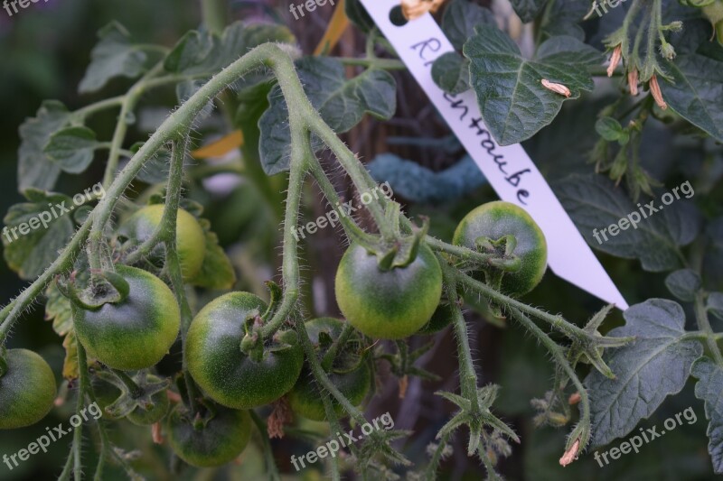 Tomato Tomatoes Cultivation Vegetables Vegetable