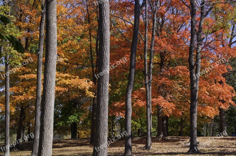 Fall Foliage Trees Autumn Nature