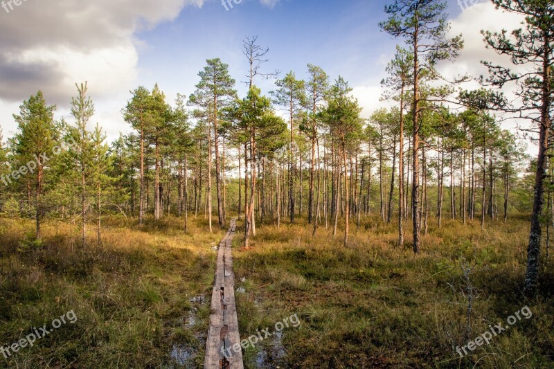 Footpath Forest Swamp Nature Path