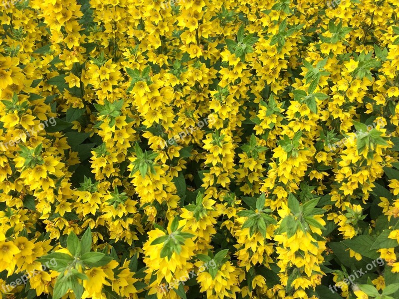 Flowers Yellow Flower Bed Plant Bright