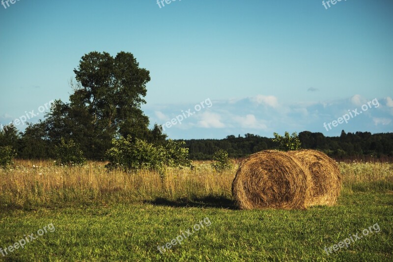 Meadow Haymaking Collections Green Summer