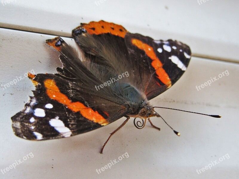 Butterfly Atalanta Vanessa Atalanta Spring Bug