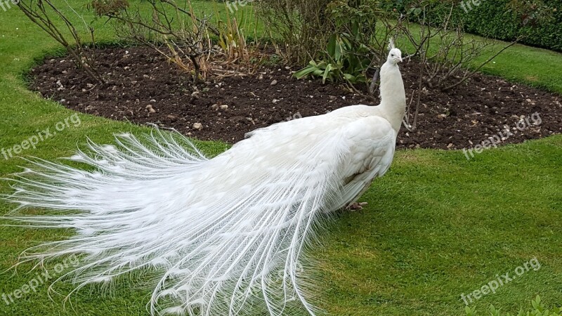 Peahen Bird Feathers White Beauty