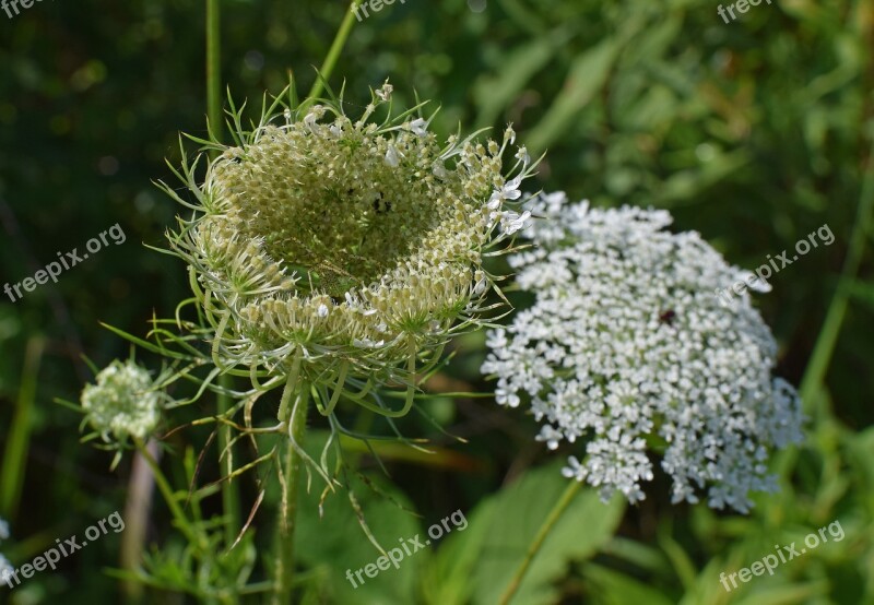 Queen Anne's Lace Bud Opening Green Lynx Spider Camouflage Arachnid Animal