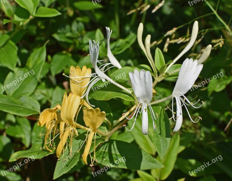 Jasmine Flower Blossom Bloom Shrub