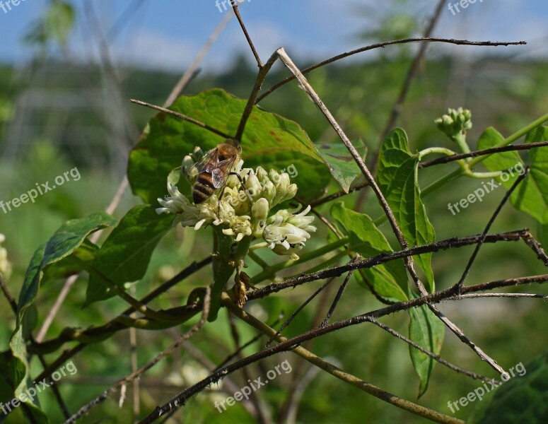 Honeybee On Milkweed Bee Insect Animal Milkweed